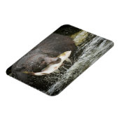 USA, Alaska, Anan Creek. Naher Schwarzer Bär Magnet (Linke Seite)
