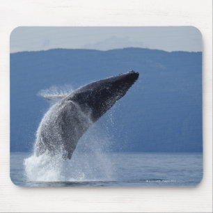 USA, Alaska, Angoon, Humpback Whale (Megaptera) Mousepad
