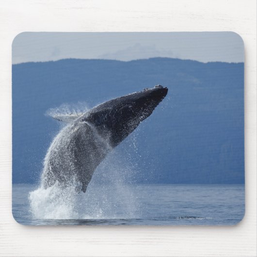 USA, Alaska, Angoon, Humpback Whale (Megaptera) Mousepad (Vorne)