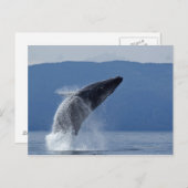 USA, Alaska, Angoon, Humpback Whale (Megaptera) Postkarte (Vorne/Hinten)