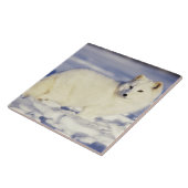USA, Alaska. Arktischer Fuchs im Wintermantel Fliese (Seite)