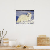 USA, Alaska. Arktischer Fuchs im Wintermantel. Gut Poster (Küche)