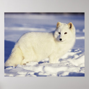 USA, Alaska. Arktischer Fuchs im Wintermantel. Gut Poster