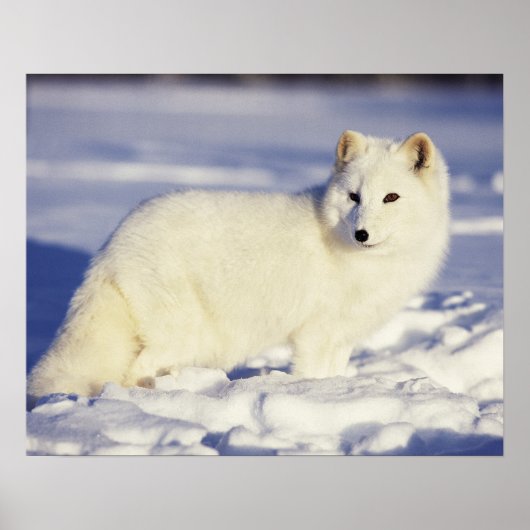 USA, Alaska. Arktischer Fuchs im Wintermantel. Gut Poster (Vorne)