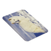 USA, Alaska. Arktischer Fuchs im Wintermantel Magnet (Rechte Seite)