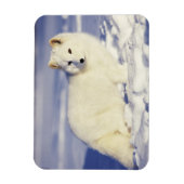 USA, Alaska. Arktischer Fuchs im Wintermantel Magnet (Vertikal)