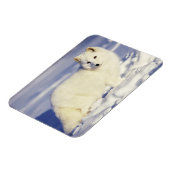 USA, Alaska. Arktischer Fuchs im Wintermantel Magnet (Linke Seite)