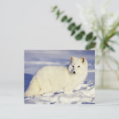 USA, Alaska. Arktischer Fuchs im Wintermantel Postkarte (Stehend Vorderseite)