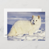 USA, Alaska. Arktischer Fuchs im Wintermantel Postkarte (Vorne/Hinten)