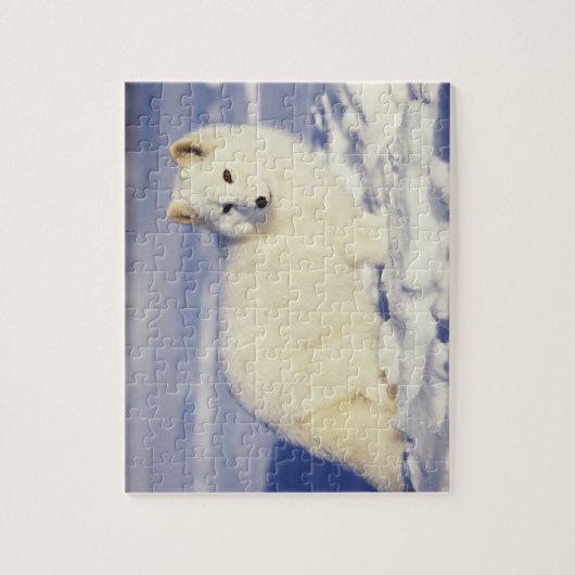 USA, Alaska. Arktischer Fuchs im Wintermantel Puzzle (Vertikal)