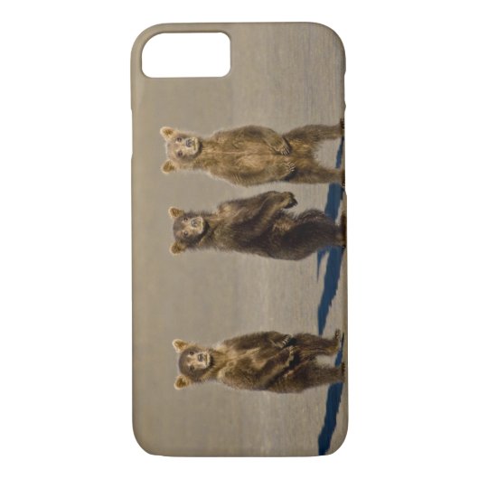 USA. Alaska. Bärenjungen Case-Mate iPhone Hülle (Rückseite)