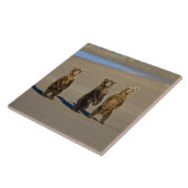 USA. Alaska. Bärenjungen Fliese (Seite)