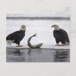 USA, Alaska, Chilkat Bald Eagle Preserve. Paar Postkarte