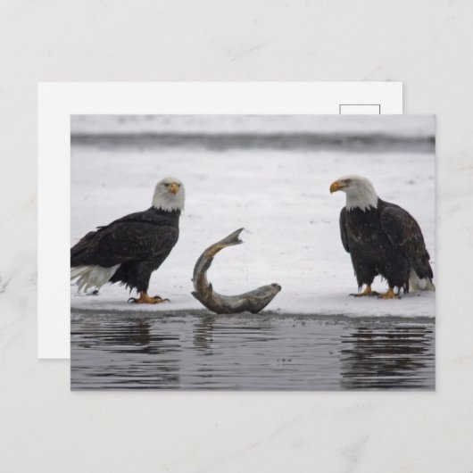 USA, Alaska, Chilkat Bald Eagle Preserve. Paar Postkarte (Vorne/Hinten)