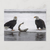 USA, Alaska, Chilkat Bald Eagle Preserve. Paar Postkarte (Vorderseite)