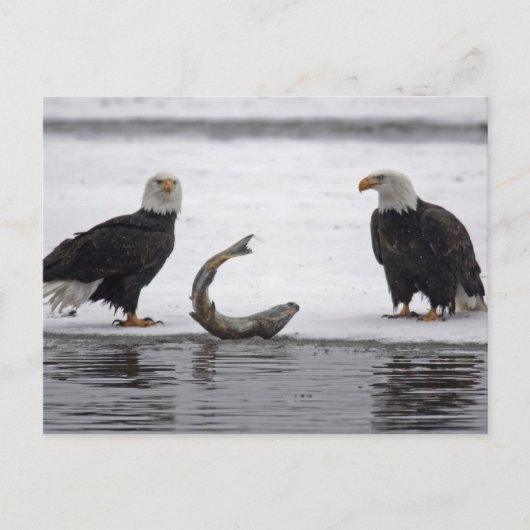 USA, Alaska, Chilkat Bald Eagle Preserve. Paar Postkarte (Vorderseite)