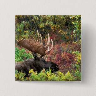 USA, Alaska, Denali-Nationalpark, Bull Moose Button