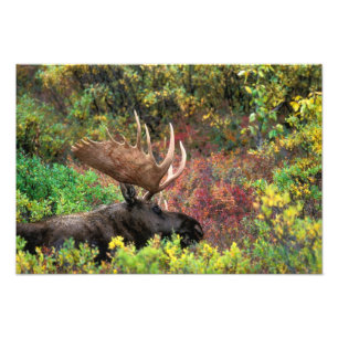 USA, Alaska, Denali-Nationalpark, Bull Moose Fotodruck