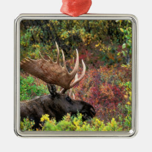 USA, Alaska, Denali-Nationalpark, Bull Moose Silbernes Ornament