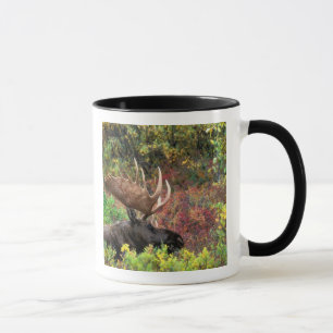 USA, Alaska, Denali-Nationalpark, Bull Moose Tasse