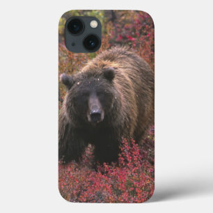 USA, Alaska, Denali Nationalpark. Grizzlybär Case-Mate iPhone Hülle