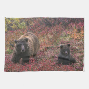 USA, Alaska, Denali-Nationalpark. Grizzlybär Geschirrtuch