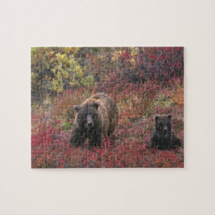 USA, Alaska, Denali-Nationalpark. Grizzlybär Puzzle
