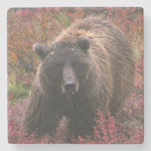 USA, Alaska, Denali-Nationalpark. Grizzlybär Steinuntersetzer