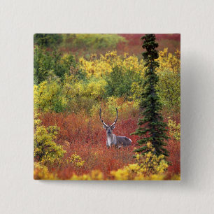 USA, Alaska, Denali-Nationalpark. Karibu Button