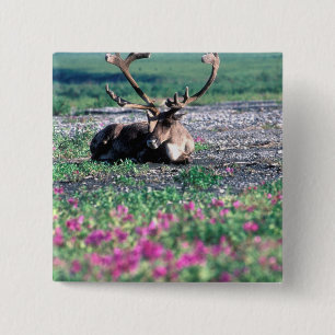 USA, Alaska, Denali-Nationalpark, Karibu Button