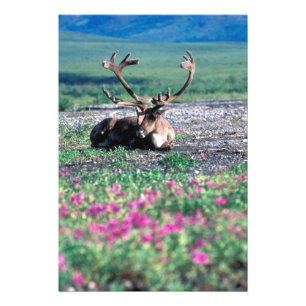 USA, Alaska, Denali-Nationalpark, Karibu Fotodruck