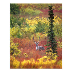 USA, Alaska, Denali-Nationalpark. Karibu Fotodruck