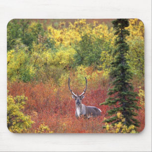 USA, Alaska, Denali-Nationalpark. Karibu Mousepad