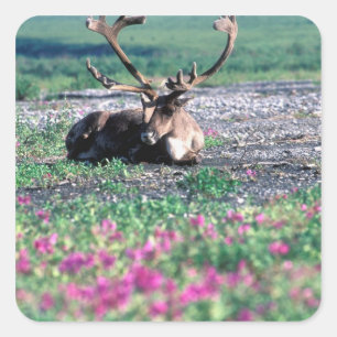 USA, Alaska, Denali-Nationalpark, Karibu Quadratischer Aufkleber