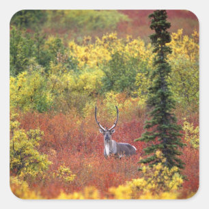 USA, Alaska, Denali-Nationalpark. Karibu Quadratischer Aufkleber