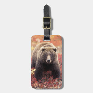 USA, Alaska, Denali NP, weiblicher Grizzly Bar Gepäckanhänger