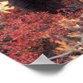 USA, Alaska, Denali NP, weiblicher Grizzly Bar Poster (Ecke)