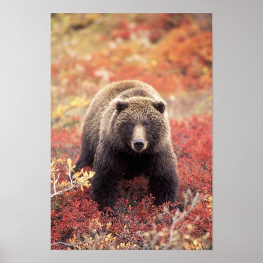 USA, Alaska, Denali NP, weiblicher Grizzly Bar Poster (Vorne)