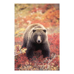 USA, Alaska, Denali NP, weiblicher Grizzlybär Fotodruck