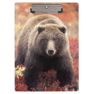 USA, Alaska, Denali NP, weiblicher Grizzlybär Klemmbrett