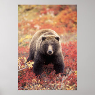 USA, Alaska, Denali NP, weiblicher Grizzlybär Poster