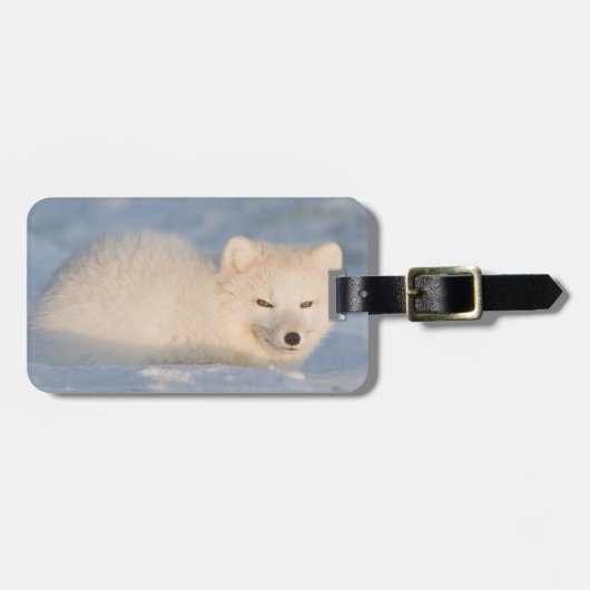 USA, Alaska, Fox Gepäckanhänger (Vorderseite horizontal)