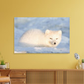 USA, Alaska, Fox Leinwanddruck (Insitu (Wohnzimmer))