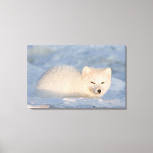 USA, Alaska, Fox Leinwanddruck (Vorderseite)