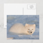 USA, Alaska, Fox Postkarte (Vorne/Hinten)