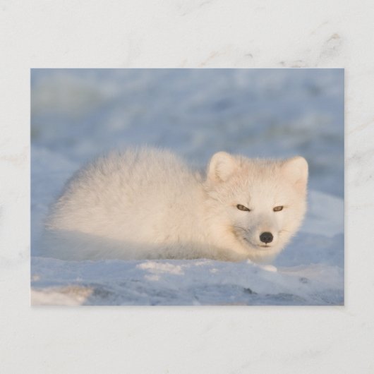 USA, Alaska, Fox Postkarte (Vorderseite)