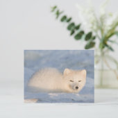 USA, Alaska, Fox Postkarte (Stehend Vorderseite)
