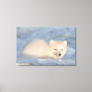 USA, Alaska, Fuchs Leinwanddruck