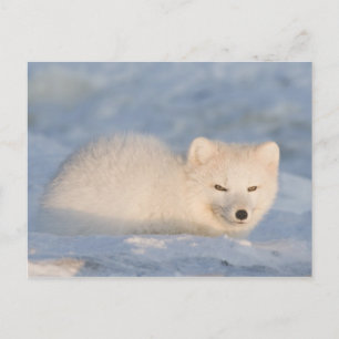 USA, Alaska, Fuchs Postkarte