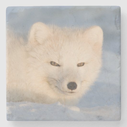 USA, Alaska, Fuchs Steinuntersetzer (Vorderseite)